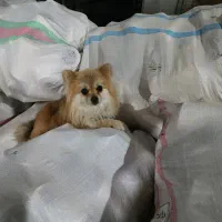 سگ پامرین|سگ|خمینی‌شهر, |دیوار