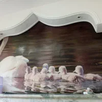 پرده اُپن