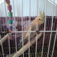 عروس هلندی سخنگو|پرنده|بشاریات, |دیوار