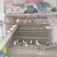 کبوتر طوقی|پرنده|سنقر, |دیوار