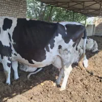 گاو شیری و گوشتی