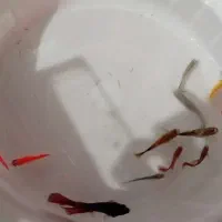 آکواریوم و ماهی|ماهی|ارومیه, |دیوار