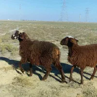 بره قرمز بختیاری ترکمنی درشت|حیوانات مزرعه|گنبد کاووس, |دیوار