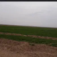 اجاره زمین کشاورزی برای کاشت دیم