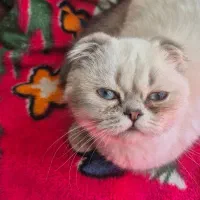 گربه اسکاتیش نر جهت جفت گیری