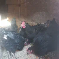 مرغ تخمی|حیوانات مزرعه|بیرجند, |دیوار