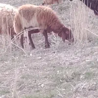 بره ماده کاور درشت درجه یک