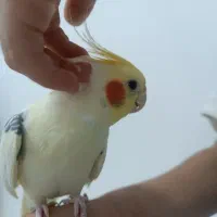 عروس هلندی تاج پرنسسی|پرنده|قائم‌شهر, |دیوار