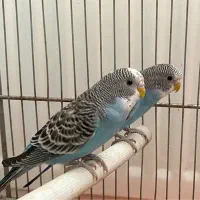 مرغ  عشق|پرنده|اردبیل, |دیوار