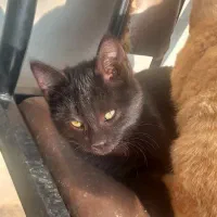 واگذاری بچه گربه|گربه|نیشابور, سرآب کوشک|دیوار