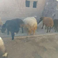 بره درجه یک