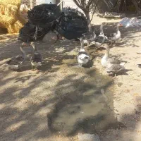 غاز|حیوانات مزرعه|جغتای, |دیوار