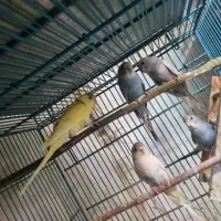 مرغ عشق همه رقم|پرنده|بهار, |دیوار