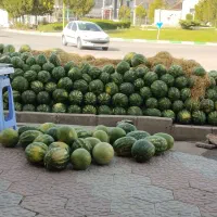 هندونه هندوانه هندونه