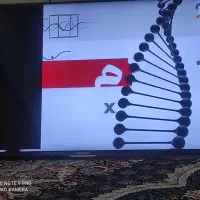 تلویزیون