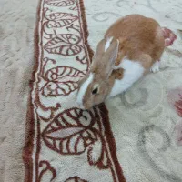 خرگوش فروشی