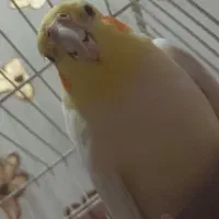 عروس هلندی نر بالغ