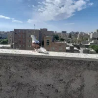 پشتار قرمز نر نوک قناری