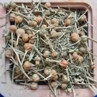 اسپند آتیشی نخودی کوهی