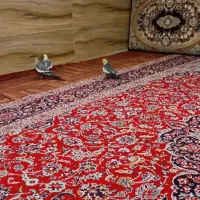 سه عدد عروس پاریس سخنگو باقفس با تخفیف