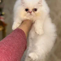 بچه گربه پرشین سوپرفلت اگزوتیک