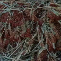 30عدد جارو فروش