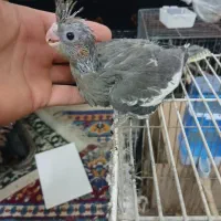 جوجه عروس هلندی