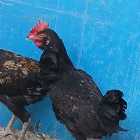 نیمچه خروس لاری و محلی ریشی|حیوانات مزرعه|مرودشت, فیروزی|دیوار