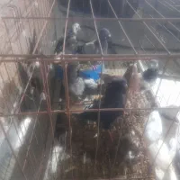 کبوتر