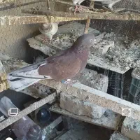 کفتر نر سرخ خال سیاه پرشی|پرنده|فولادشهر, A4|دیوار