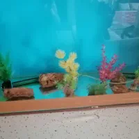 اکواریوم سالم بادرب چوبی وگلهای تزیینی وسنگ|ماهی|نیشابور, باغرود|دیوار