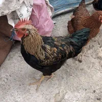 خروس|حیوانات مزرعه|نسیم‌شهر, |دیوار