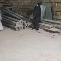 سگ پاکوتاه|سگ|بجنورد, |دیوار