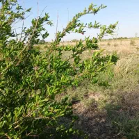 باغچه