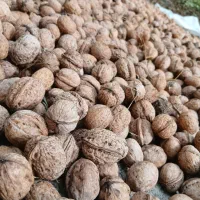 گردو درجه یک مغز سفید چرب