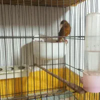 نر و ماده دارچینی درجه یک|پرنده|اصفهان, شفق|دیوار