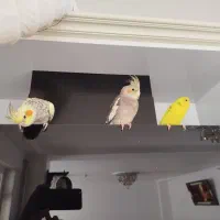 فروش عروس هلندی ویک ماده مرغ عشق زرد|پرنده|مهاباد (آذربایجان غربی), |دیوار