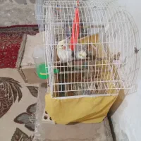 ۲عددعروس هلندی با تخم و ۱ عدد عروس هلندی دستی اهلی|پرنده|خرمشهر, |دیوار