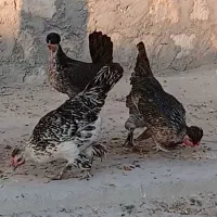 تعدادی مرغ نژاد خاص