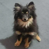 سگ پامر روباهی