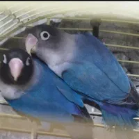 طوطک.(جفت  کاربنی کم یاب)با ۳ تا جوجه