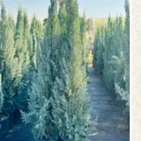 خریدار گل زربین