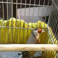 (( سهره دوساله))|پرنده|تهران, بازار|دیوار