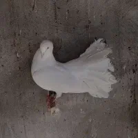 کبوتر سفید دم طاوسی