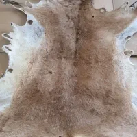 پوست آهو برای نوشتن حرز امام جواد دعا و آیات قرآنی|لوازم التحریر|کازرون, |دیوار