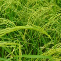 آب یابی چاه بروش ژئوفیزیک