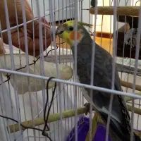 عروس سخنگو 8ماهه کاملا دستی با قفس|پرنده|رشت, کوی عرفان|دیوار