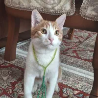 گربه خانگی گمشده|گربه|اردبیل, |دیوار