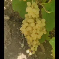 انگور