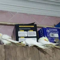 فروش عروس پاریس